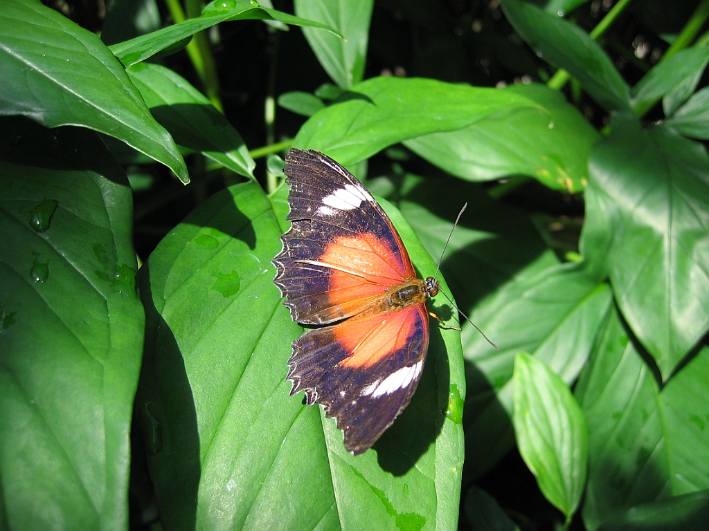 007 Butterfly Sanctuary.jpg